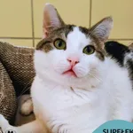Kot do adopcji