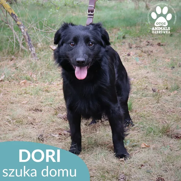 Pies do adopcji, Dąbrówka, 2 czerwca 2026 (1/4)