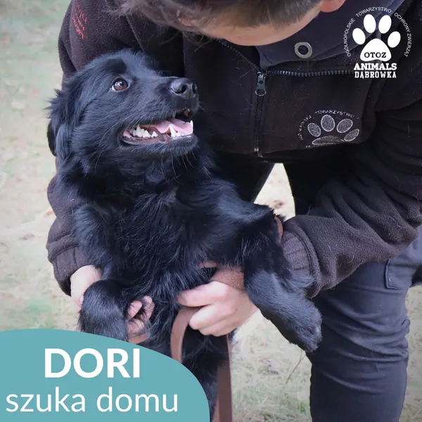 Pies do adopcji, Dąbrówka, 2 czerwca 2026 (3/4)