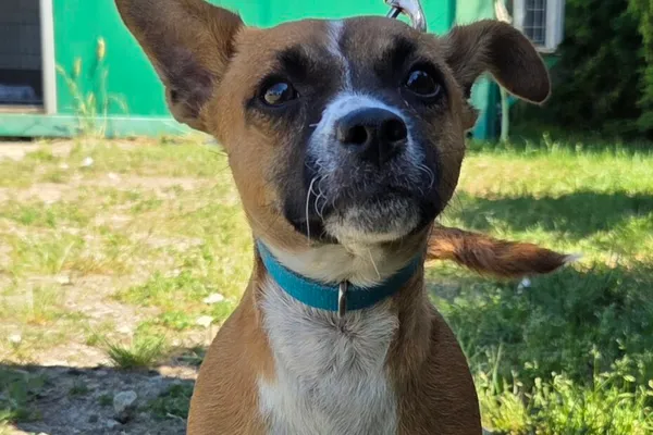 Pies do adopcji, Henrykowo, 15 maja 2026