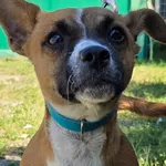 Pies do adopcji