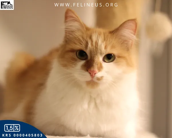 Kot do adopcji, Rzeszów, 2 czerwca 2026 (1/6)