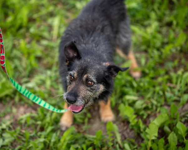 Znaleziono psa, Racławice, 30 maja 2026 (3/5)