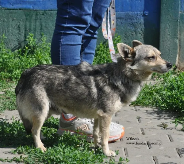 Pies do adopcji, Nowy Dwór Mazowiecki, 2 czerwca 2026 (1/5)