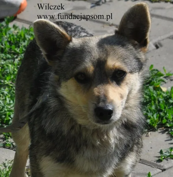 Pies do adopcji, Nowy Dwór Mazowiecki, 2 czerwca 2026 (2/5)