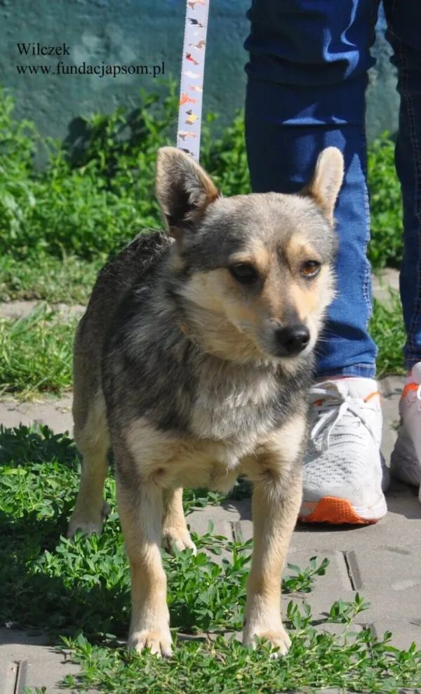 Pies do adopcji, Nowy Dwór Mazowiecki, 2 czerwca 2026 (3/5)