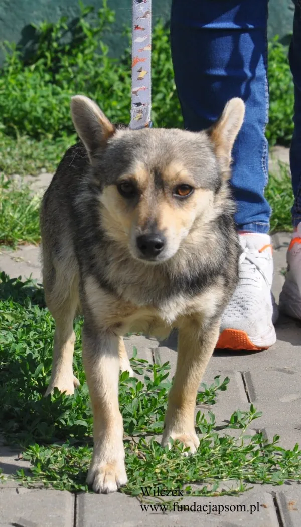 Pies do adopcji, Nowy Dwór Mazowiecki, 2 czerwca 2026 (5/5)