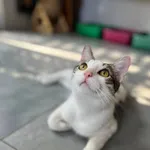 Kot do adopcji