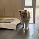 Pies do adopcji