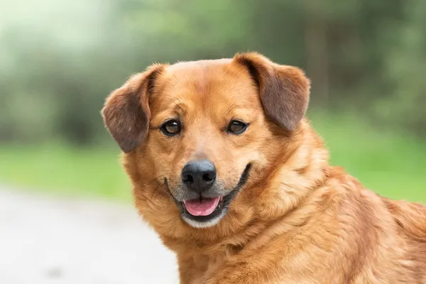 Pies do adopcji, Nowodwór, 4 czerwca 2026 (5/5)