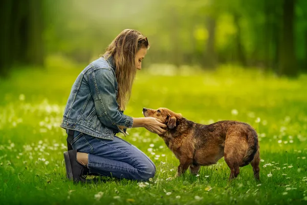 Pies do adopcji, Nowodwór, 4 czerwca 2026 (3/5)