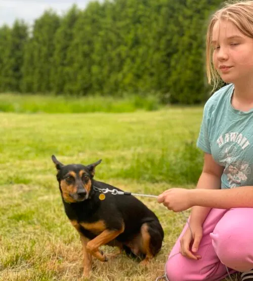Pies do adopcji, Głowno, 5 czerwca 2026 (2/3)