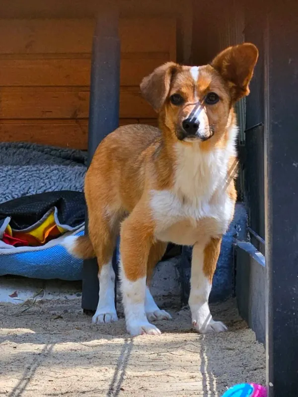 Pies do adopcji, Milanówek, 28 maja 2026 (4/5)