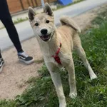 Pies do adopcji