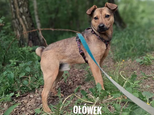 Pies do adopcji, Rytlów, 7 czerwca 2026