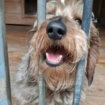 Pies do adopcji