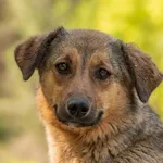Pies do adopcji