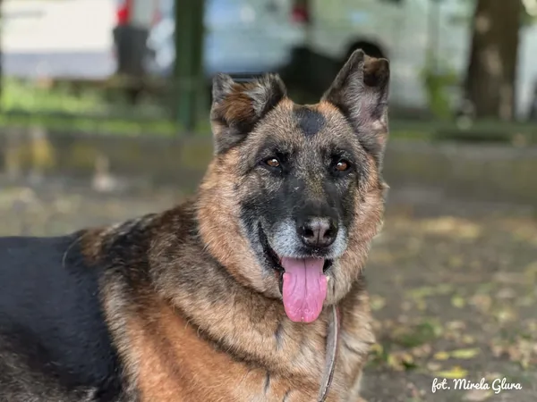 Pies do adopcji, Bydgoszcz, 9 czerwca 2026 (3/5)