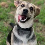 Pies do adopcji