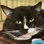 Kot do adopcji