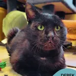 Kot do adopcji