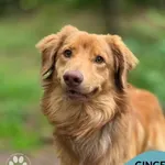 Pies do adopcji