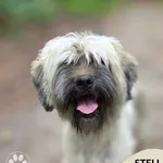 Pies do adopcji