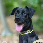 Pies do adopcji