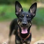 Pies do adopcji