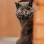 Kot do adopcji