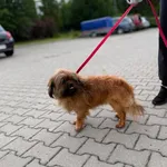 Znaleziono psa