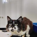 Kot do adopcji