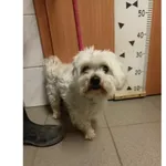 Znaleziono psa