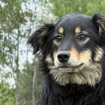 Pies do adopcji