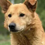 Pies do adopcji