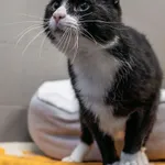 Kot do adopcji