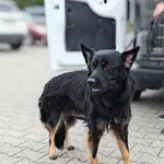 Znaleziono psa
