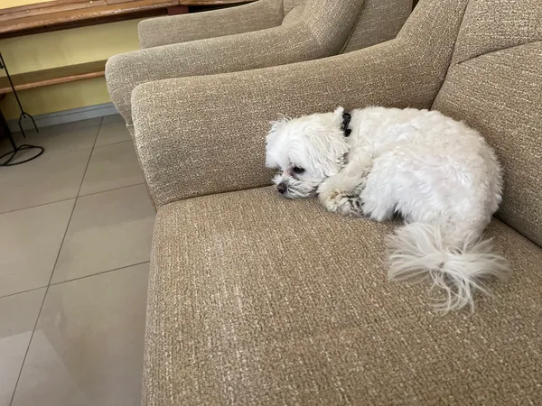 Zaginął pies, Pruszcz Gdański, Śródmieście, 15 czerwca 2026 (1/5)