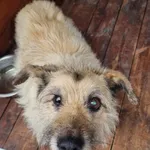 Pies do adopcji