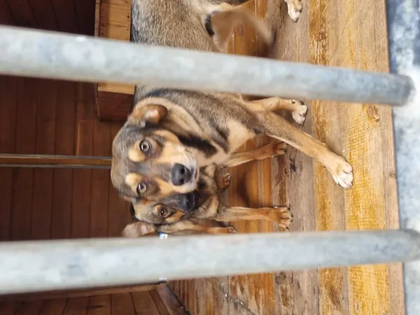 Pies do adopcji, Rytlów, 15 czerwca 2026