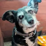 Pies do adopcji