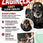 Zaginął pies