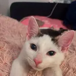 Kot do adopcji