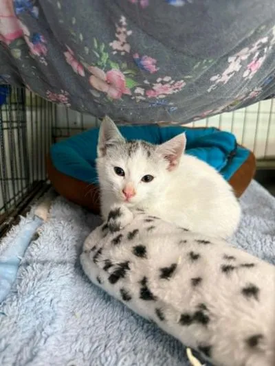 Kot do adopcji, Głowno, 15 czerwca 2026 (1/3)