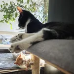 Kot do adopcji