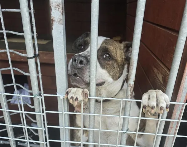 Pies do adopcji, Gorzów Wielkopolski, 15 czerwca 2026