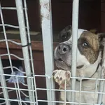 Pies do adopcji