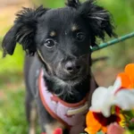 Pies do adopcji