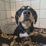 Pies do adopcji