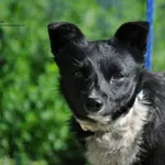Pies do adopcji